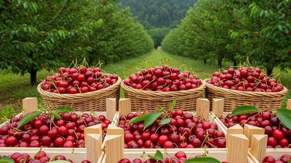تصدير الكرز في Talesh