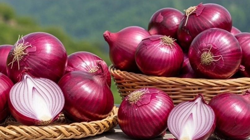 استيراد البصل الأحمر في Talesh Gilan
