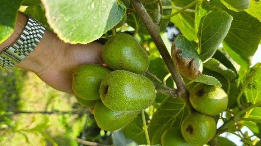 صادرات کیوی به روسیه و کشورهای حاشیه خلیج