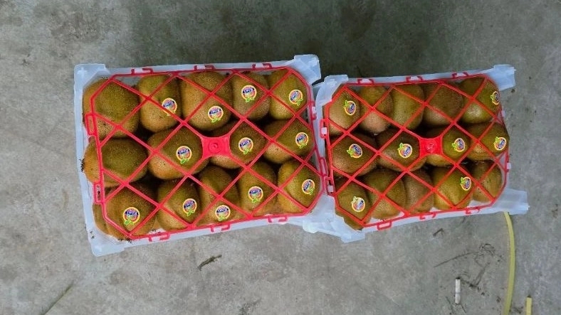 Iran's export kiwi types and export tips