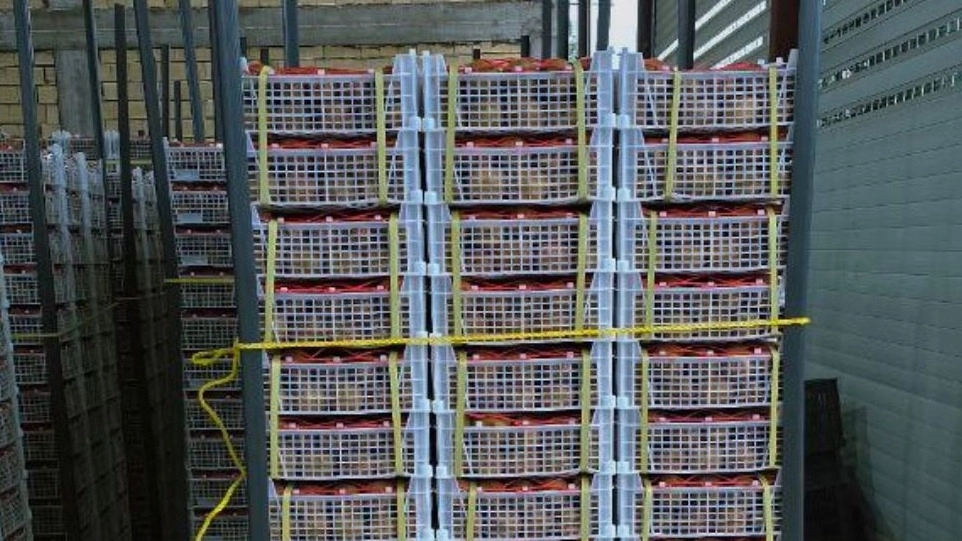 Kiwi Export Company in North of Iran