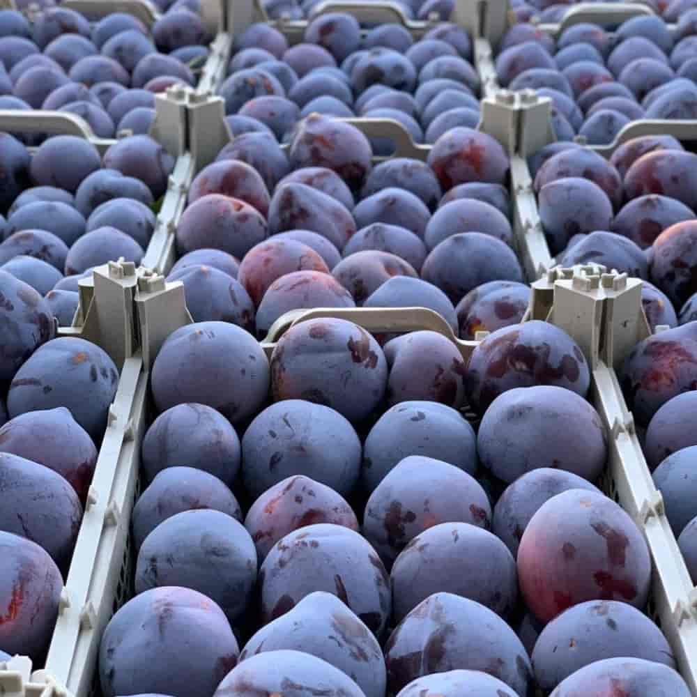 plum stencil