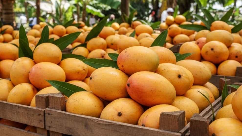 Import Mango from Pakistan in Talesh Gilan