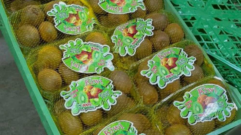 Iran's kiwi exports to Russia and Iraq with Keihan Trading