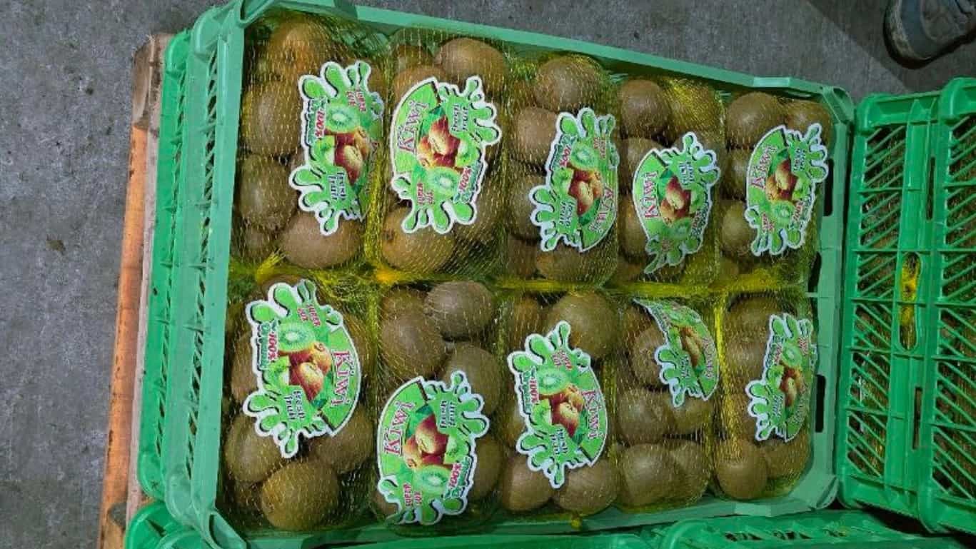 Buy export kiwi at the best price from Keihan Chaubar Talash trade