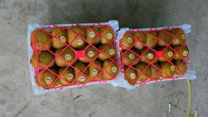 Iran's export kiwi types and export tips