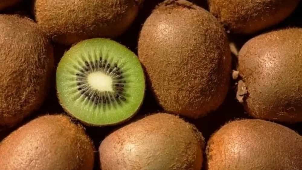 Kiwi export price and purchase conditions