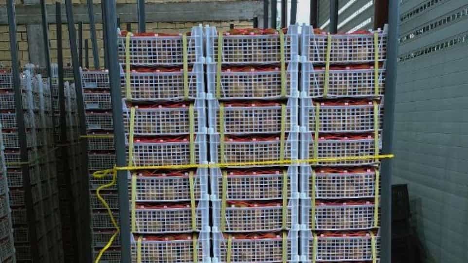 Kiwi Export Company in North of Iran