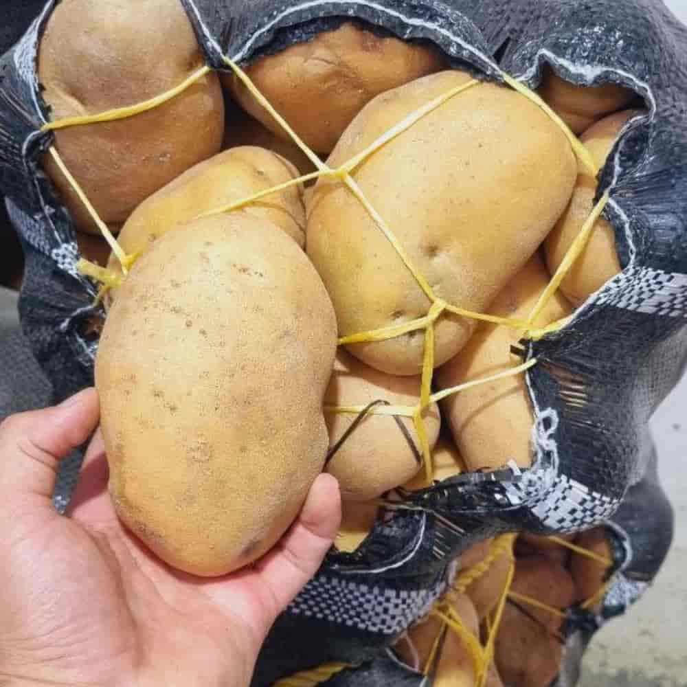 potato