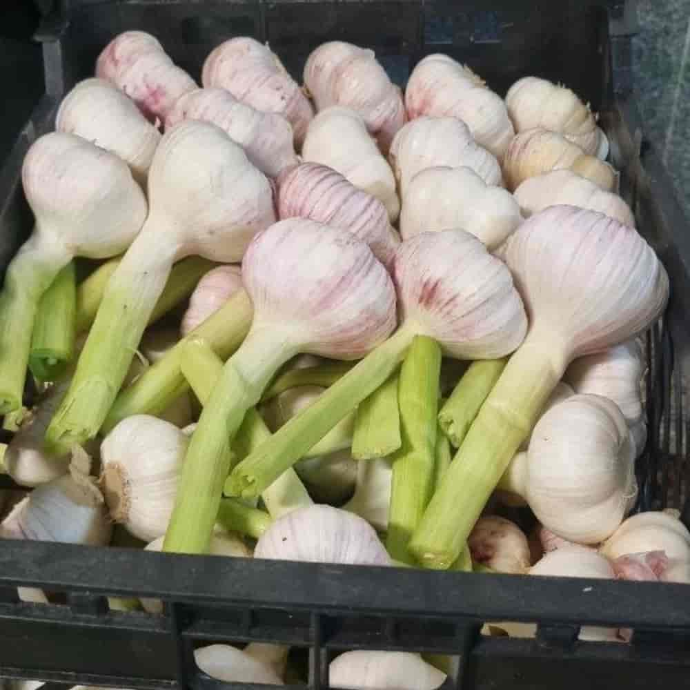 garlic
