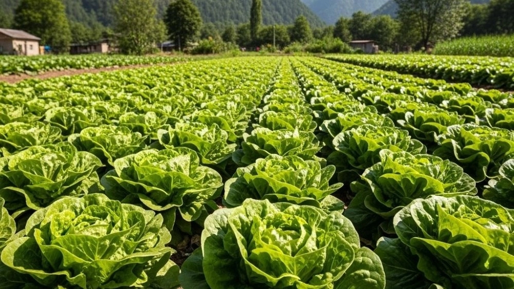 تصدير الخس في جيلان تصدير الخس في جيلان