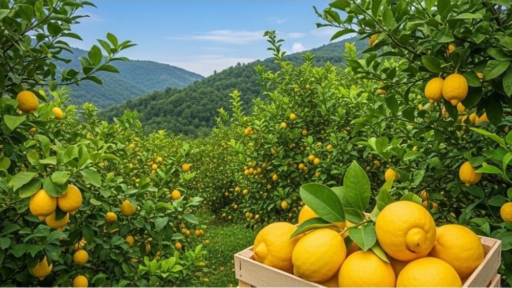 صادرات لیمو ترش در تالش گیلان صادرات لیمو ترش در تالش گیلان