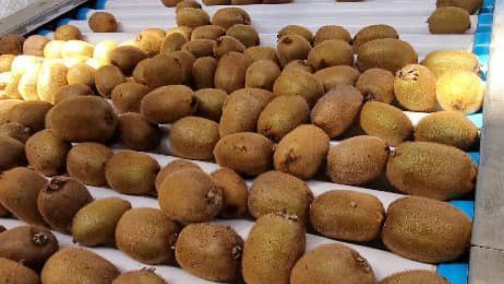 Kiwi Sorting in Tejarat Kehan Trading Kiwi Sorting in Tejarat Kehan Trading